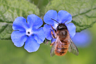 【正規品】Bibiy. HONEY BEE TOP ブルー Different kinds of bees | Berks Bucks and Oxon Wildlife Trust